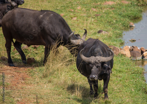 African Buffalos at a range