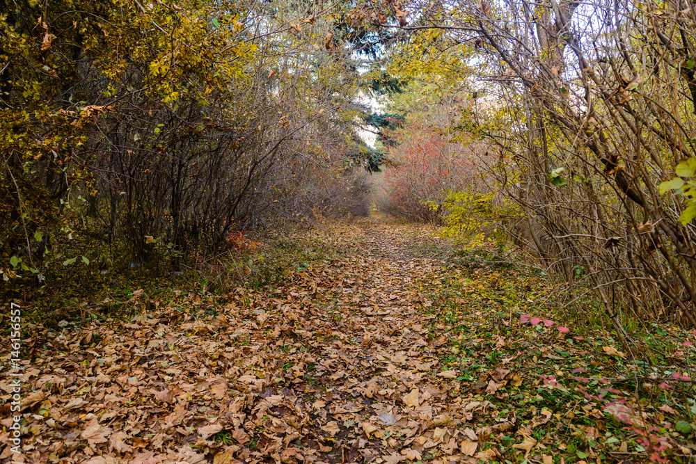 Obraz premium Forest in early autumn, Armenia