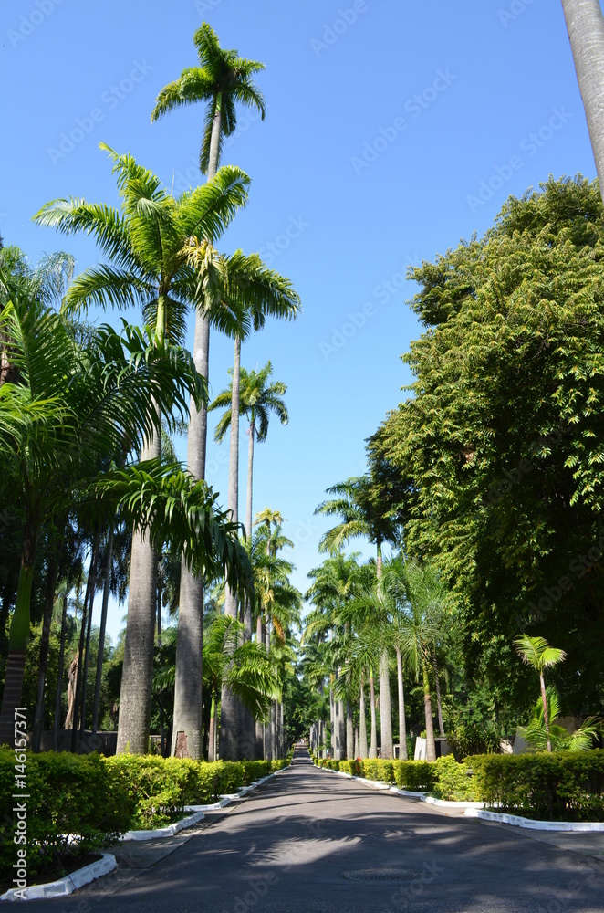 Palm trees in Brazil
