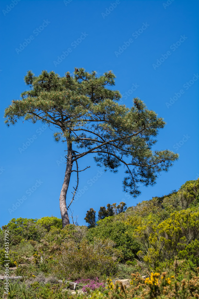 pine tree on green field