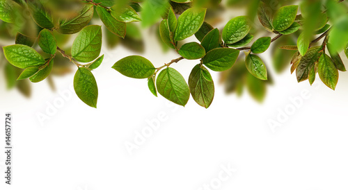 Fresh green leaves background