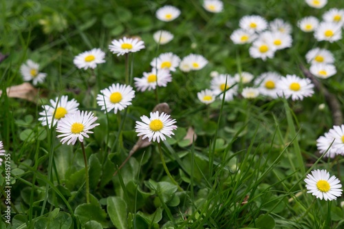 Camomile daisy flowers