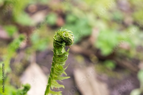Fern during spring. Slovakia