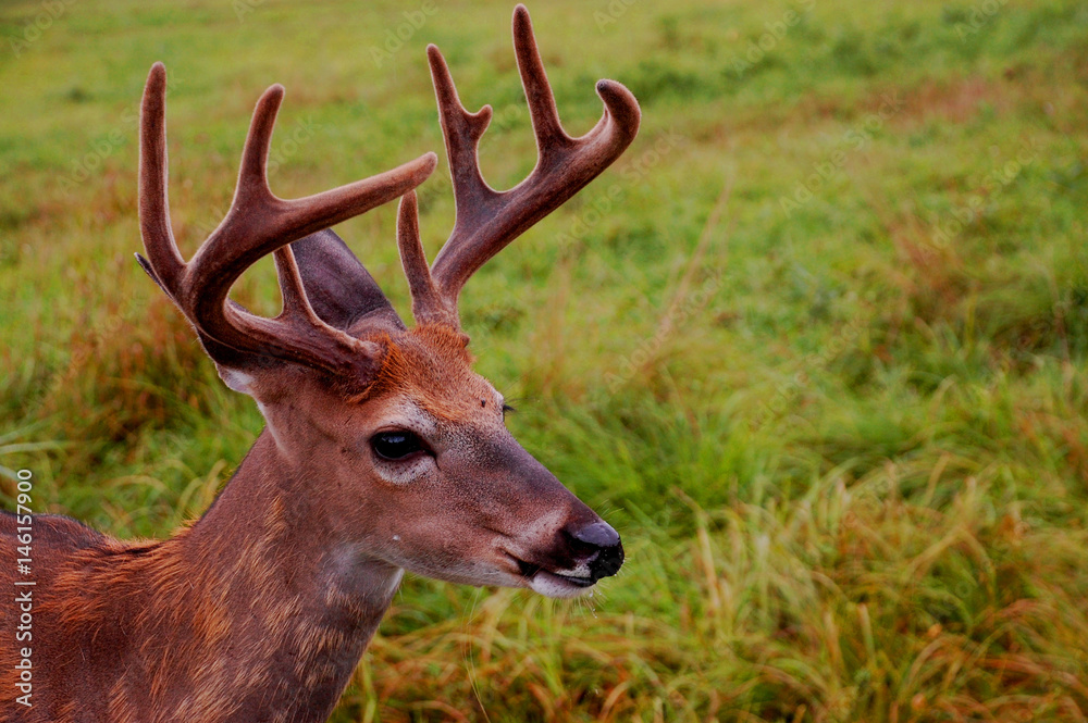 Cerf Cerf