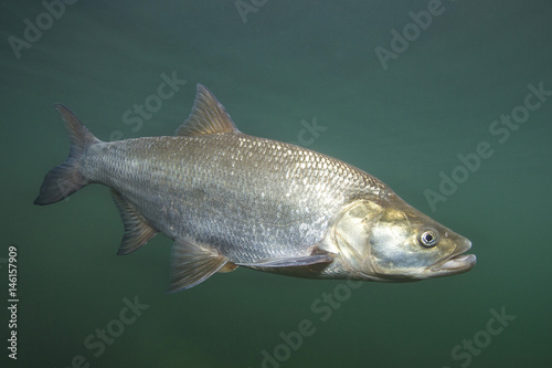 Close up photography of predatory fish Asp (Aspius aspius). Freshwater fish in the clean river and green background. Swimming Asp fish.