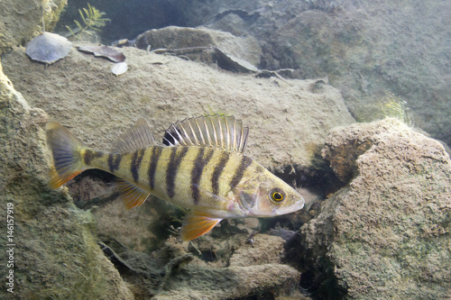 Freshwater fish perch (perca fluviatilis) in the beautiful clean pound. Underwater shot in the lake. Wild life animal. Perch in the nature habitat with nice background. Live in the lake. photo