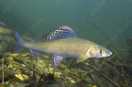 Grayling (Thymallus thymallus). Swimming freshwater fish Thymallus thymallus, underwater photography in the clear water. Live in the mountain creek. Beautiful river habitat. photo