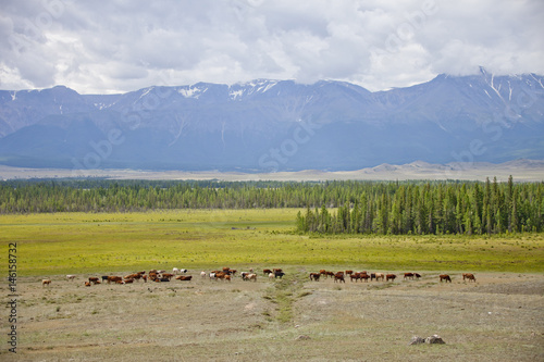 Herd of cows. Kurai steppe landscape. Altai