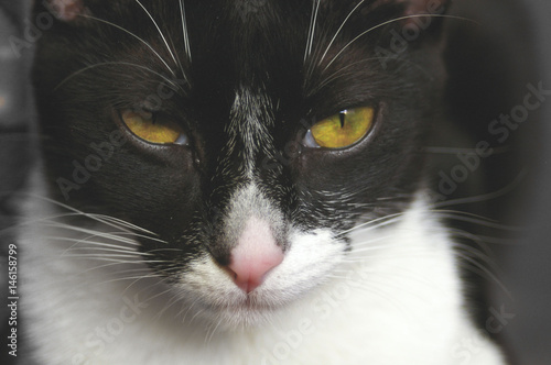 macro cat