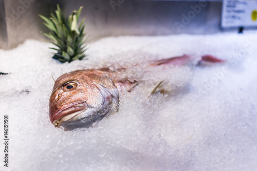 Fototapeta Naklejka Na Ścianę i Meble -  Red thai snapper whole fish on ice on display in market