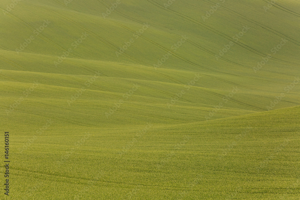 Agricultural land with fresh crops