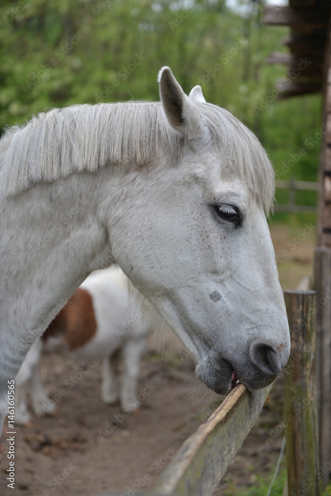 Obraz premium cavallo