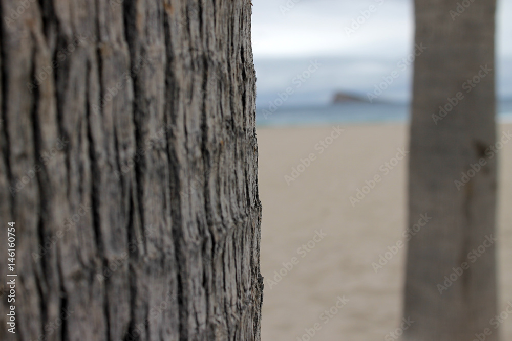 Fototapeta premium tronco de palmera