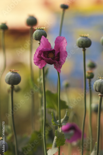Delicate poppy flower in a field on nature in sunlight on a light background. Spring. Summer. Borders pattern for design. Aerial delicate poppy flower petals and green poppy boxes.