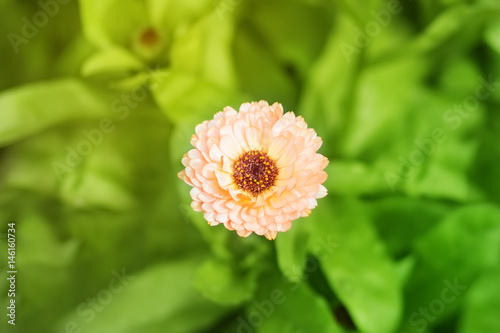 Close-up of orange calendula officinalis (potted, ordinary, garden, English, Scottish, Mexican, Aztec, African marigolds). Yellow marigold on a flower bed. View from above.