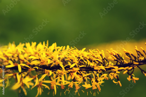 Yellow flowers close-up on a green background horizontally