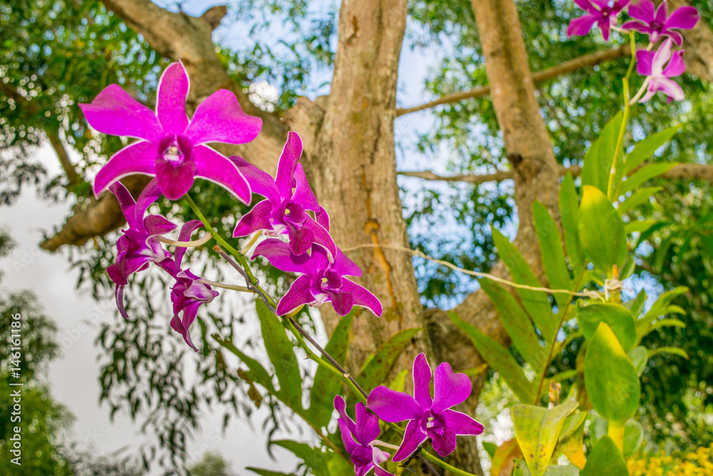 Purple orchid - Phalaenopsis on a tree in a tropical park, Vietnam, Orchid Island