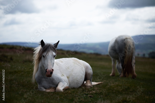 wild white mountain horse lying down  cloudy day  brecon beacons national park  Wales  