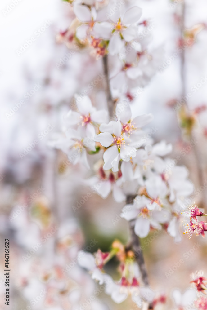 Hanging white cherry blossoms on tree vine macro closeup Hanging white cherry blossoms on tree vine macro closeup