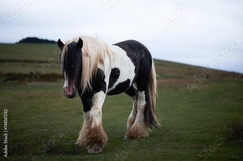 wild whimountain horse, cloudy day, brecon beacons national park, Wales 