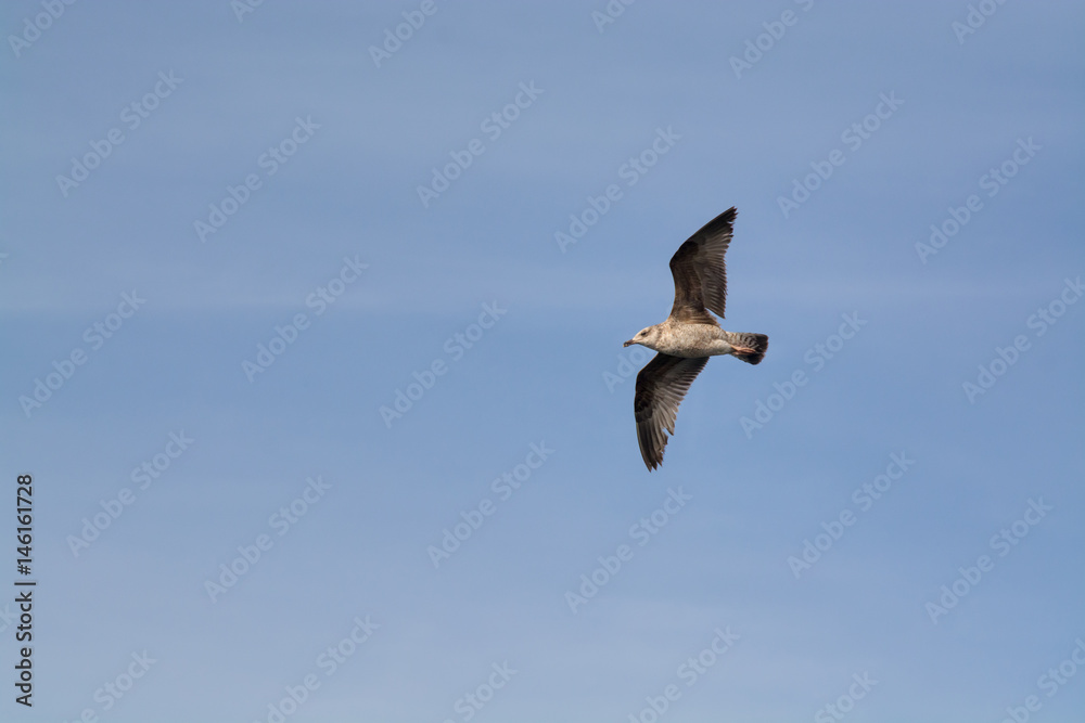 Obraz premium Seagul flying in blue sky