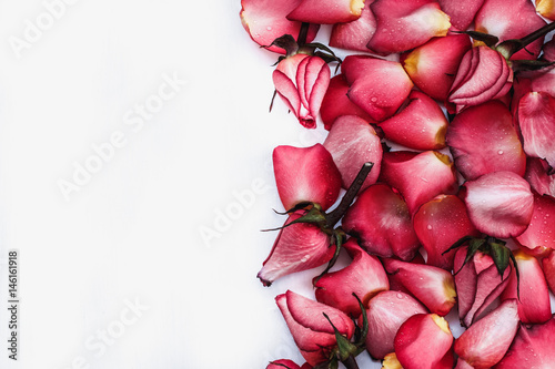 white background with red rose petals in the water droplets