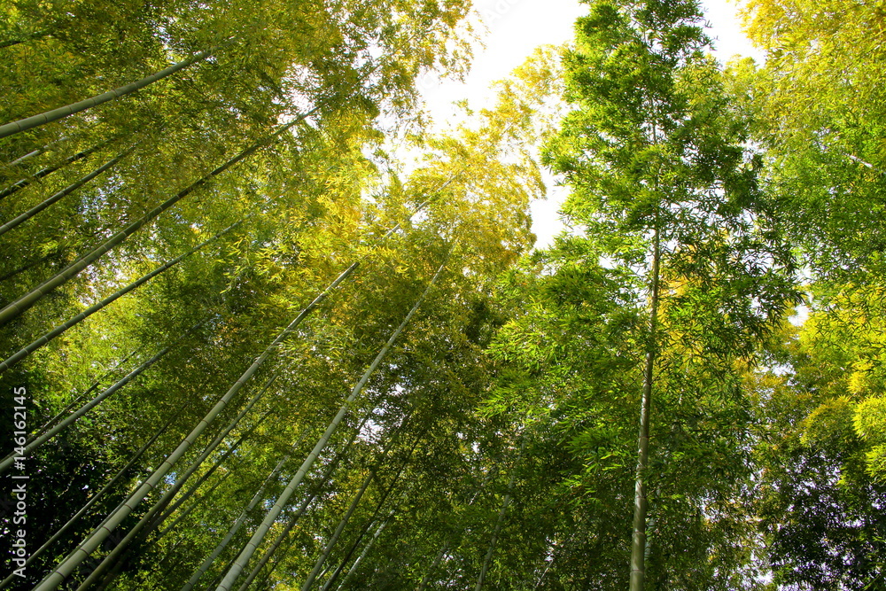 Fototapeta premium 竹林