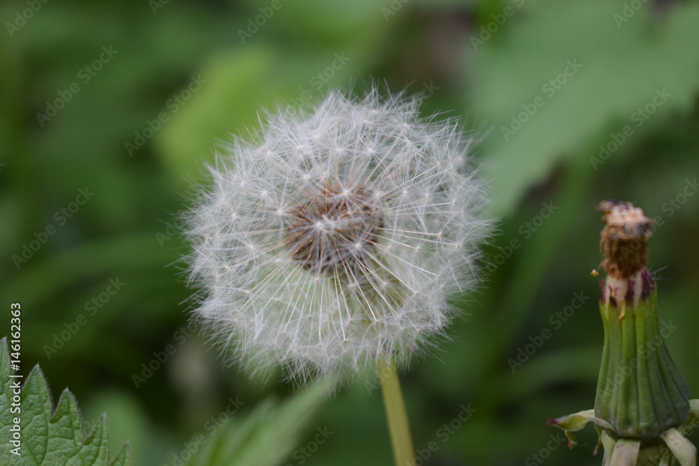 Fototapeta premium Natur