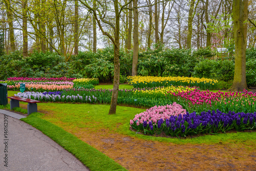 Fresh early spring pink, purple, white hyacinth bulbs. Flowerbed with hyacinths in Keukenhof park, Lisse, Holland, Netherlands photo