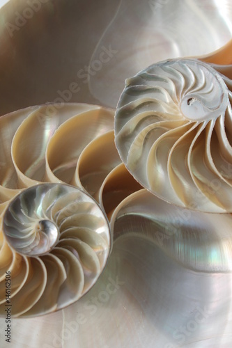 nautilus shell cross section spiral symmetry Fibonacci half golden ratio structure growth close up back lit mother of pearl close up ( pompilius nautilus ) stock, photo, photograph, image, picture,