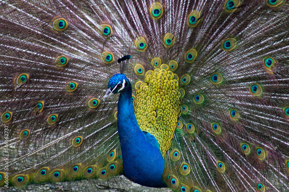 Obraz premium Real_1