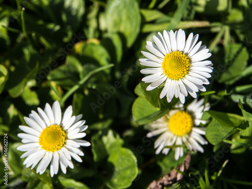 Beautiful Daisy flower on a meadow