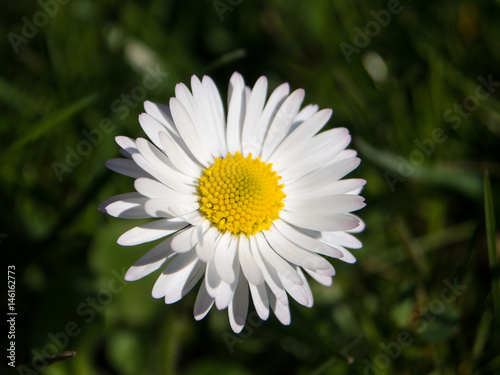 Beautiful Daisy flower on a meadow