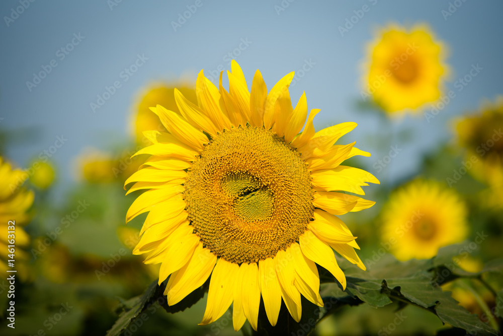 close up sunflower. 