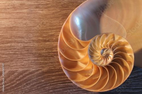 nautilus shell cross section spiral symmetry Fibonacci half golden ratio structure growth close up ( pompilius nautilus ) stock, photo, photograph, image, picture