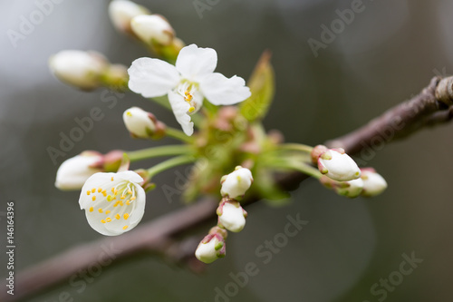 Cherry blossom in spring for background.