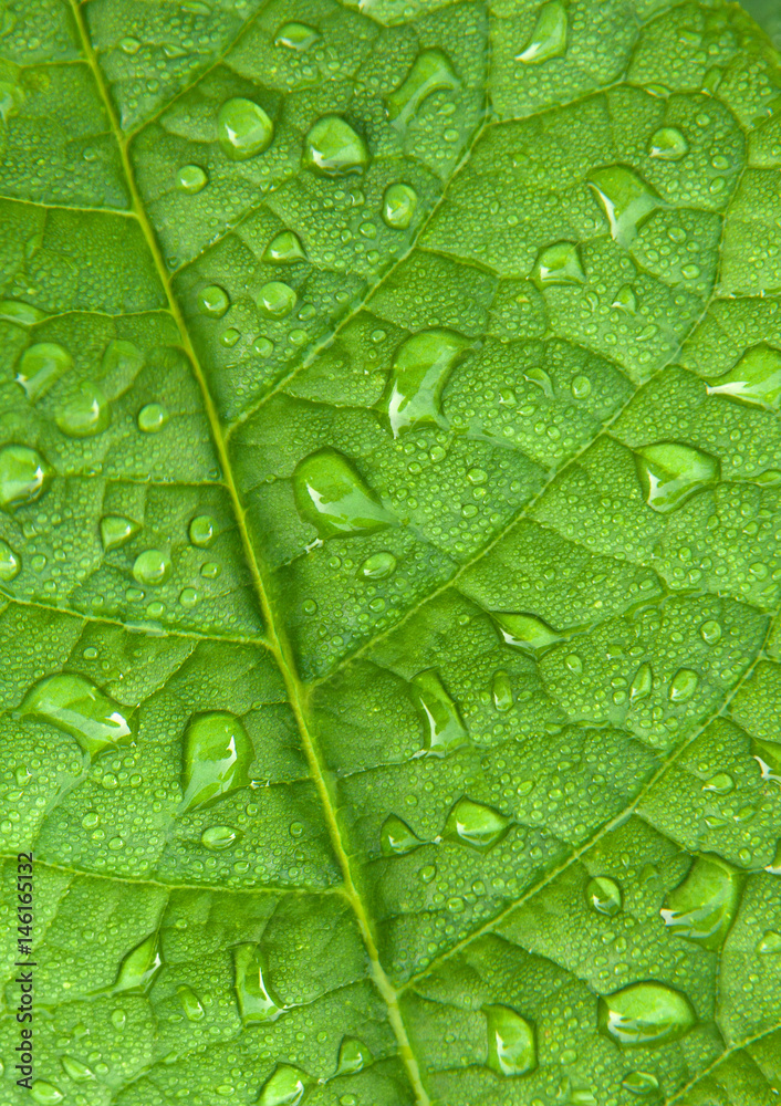 Fototapeta premium Green leaf with water droplets