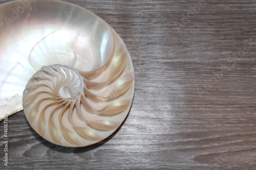 nautilus shell cross section spiral symmetry Fibonacci half golden ratio structure growth close up back lit mother of pearl close up ( pompilius nautilus )