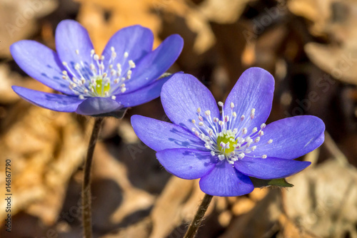 Closeup group of Anemone hepatica (Hepatica nobilis)  in forest with dry leaves on background