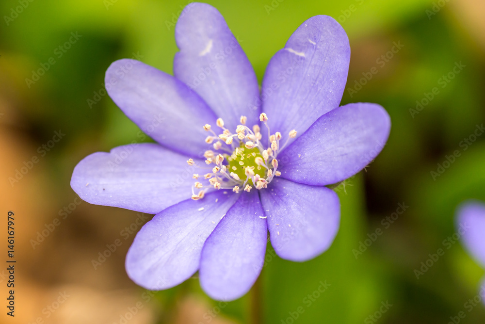Closeup of Anemone hepatica (Hepatica nobilis)  in forest with green leaves on background