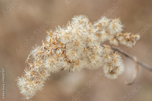 Soft dry branch of fluffy flowers after winter at early spring