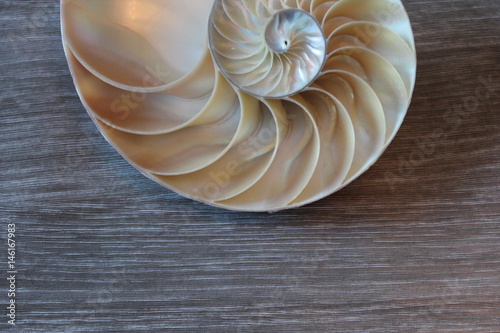nautilus shell fibonacci spiral cross section symmetry half golden ratio structure growth close up back lit mother of pearl close up ( pompilius nautilus )
