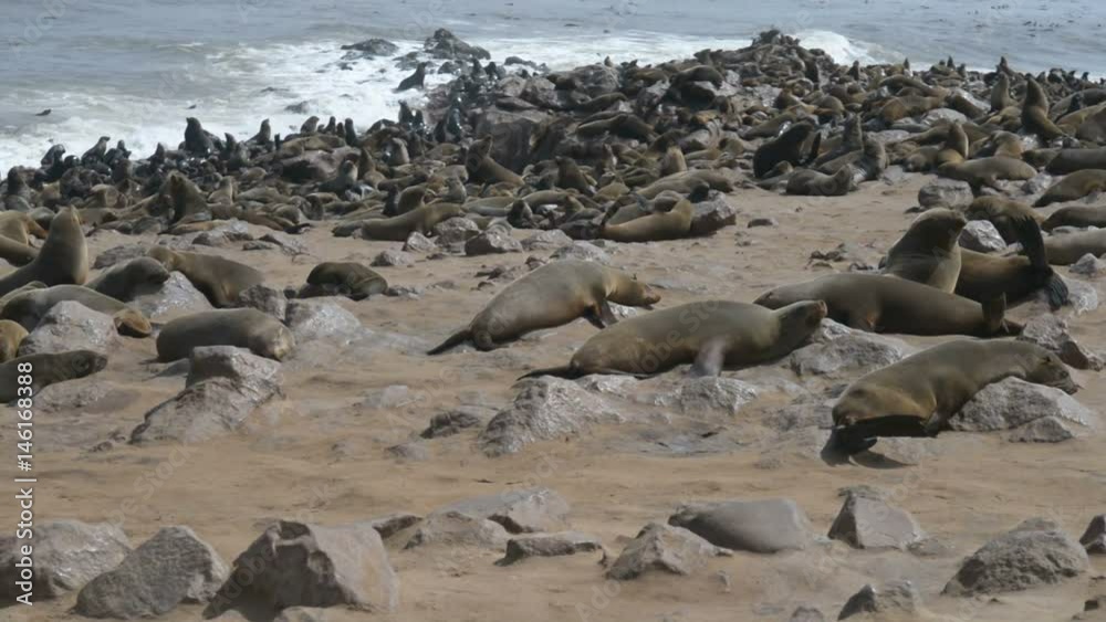 Cape Cross seal colony on the atlantic coastline of Namibia, Africa. Cape Cross seal colony on the atlantic coastline of Namibia, Africa.