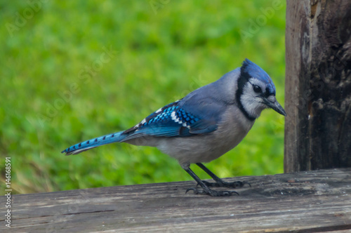 A brightly colored blue jay stands out against the blurred green grass background © Picunique