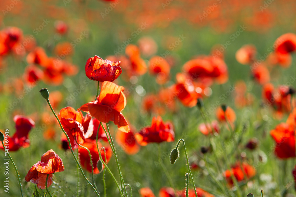 Naklejka premium Whole poppy field 1
