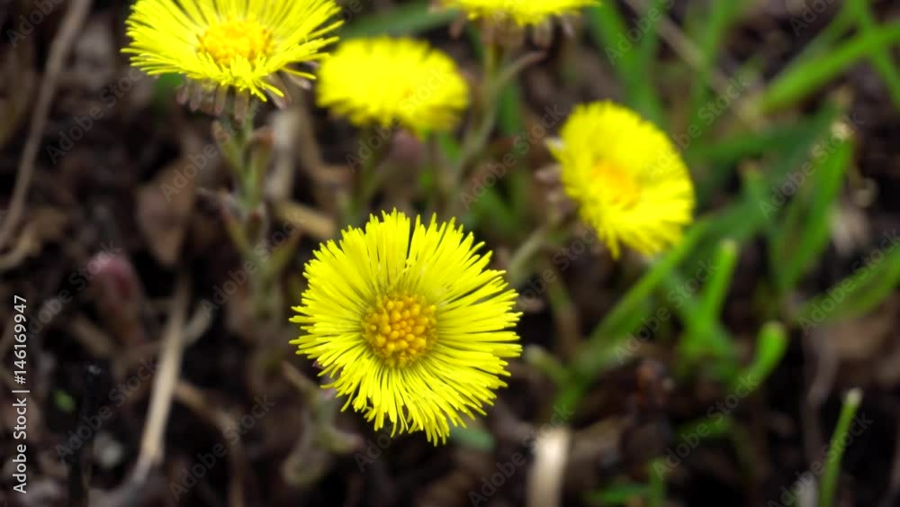 yellow spring flowers coltsfoot (tussilago farfara) on dry leaves and grass background focus yellow spring flowers coltsfoot (tussilago farfara) on dry leaves and grass background focus