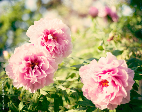 Vintage pink peonies in a garden © Andreka Photography