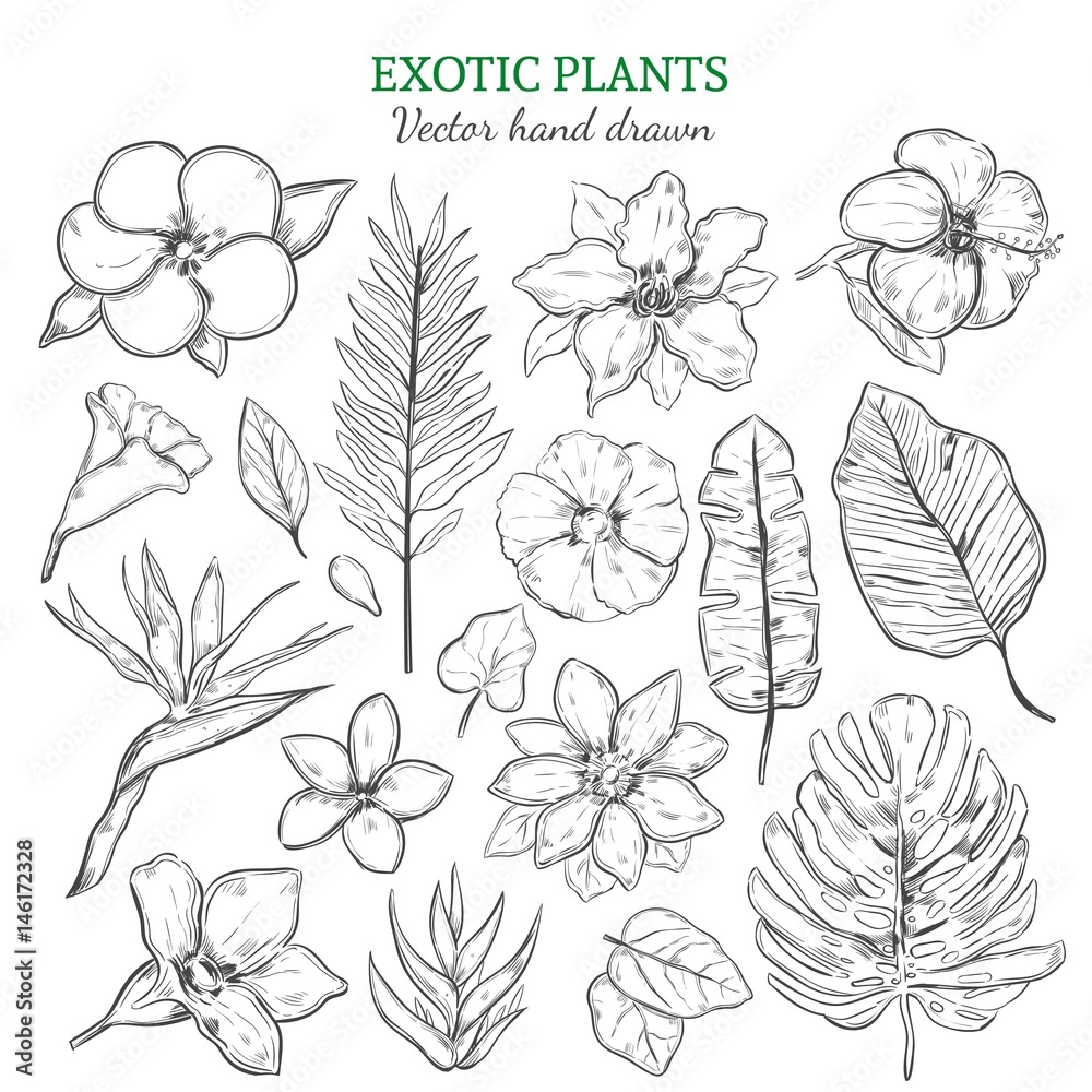 Hand Drawn Exotic Plants Set