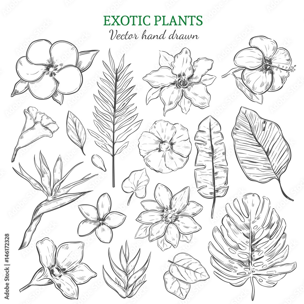 Naklejka premium Hand Drawn Exotic Plants Set