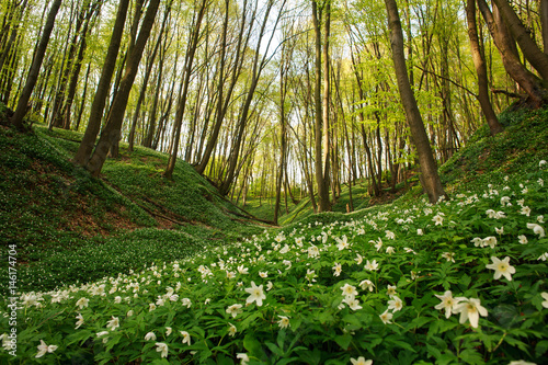 Flowering plants in forest, white flowers on background of trees